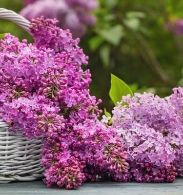 ‘Vidpovid' znaye vitir.’ (*)