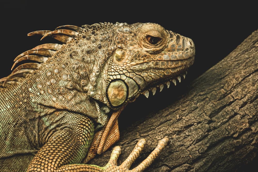 Het kortste sprookje Â